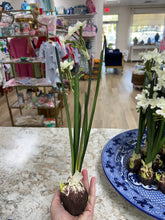 Load image into Gallery viewer, 18” paper white Bulb
